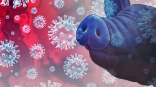 Ilustrasi penyebaran virus flu babi G4
