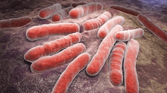 Ilustrasi Micobacterium TB
