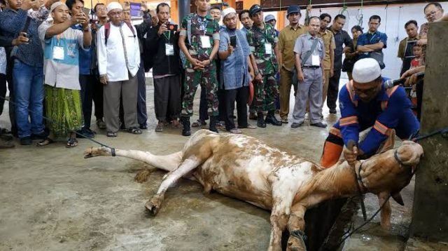 Ilustrasi Hewan Kurban