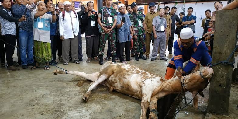 Ilustrasi Hewan Kurban