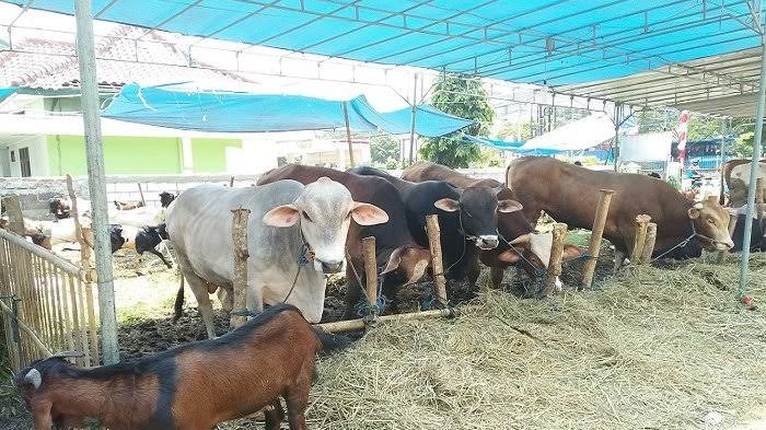 Penjualan sapi kurban