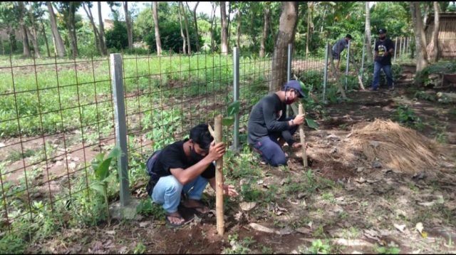 Suasana penanaman pohon kelor