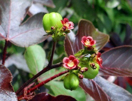 Tanaman Jatropha Gossypifolia. L atau Jarak Merah