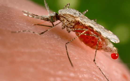 Eliminasi Malaria