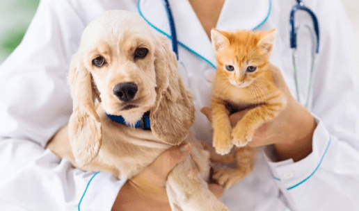 Klinik Hewan di Makassar-min